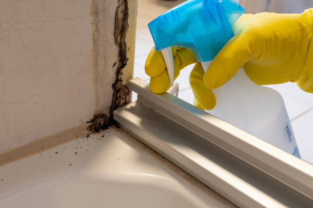 Office Mold Removal Services in Daphne, AL