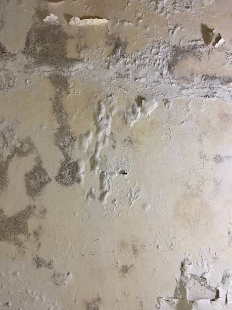 Best Certified Mold Removal  in Daphne, AL
